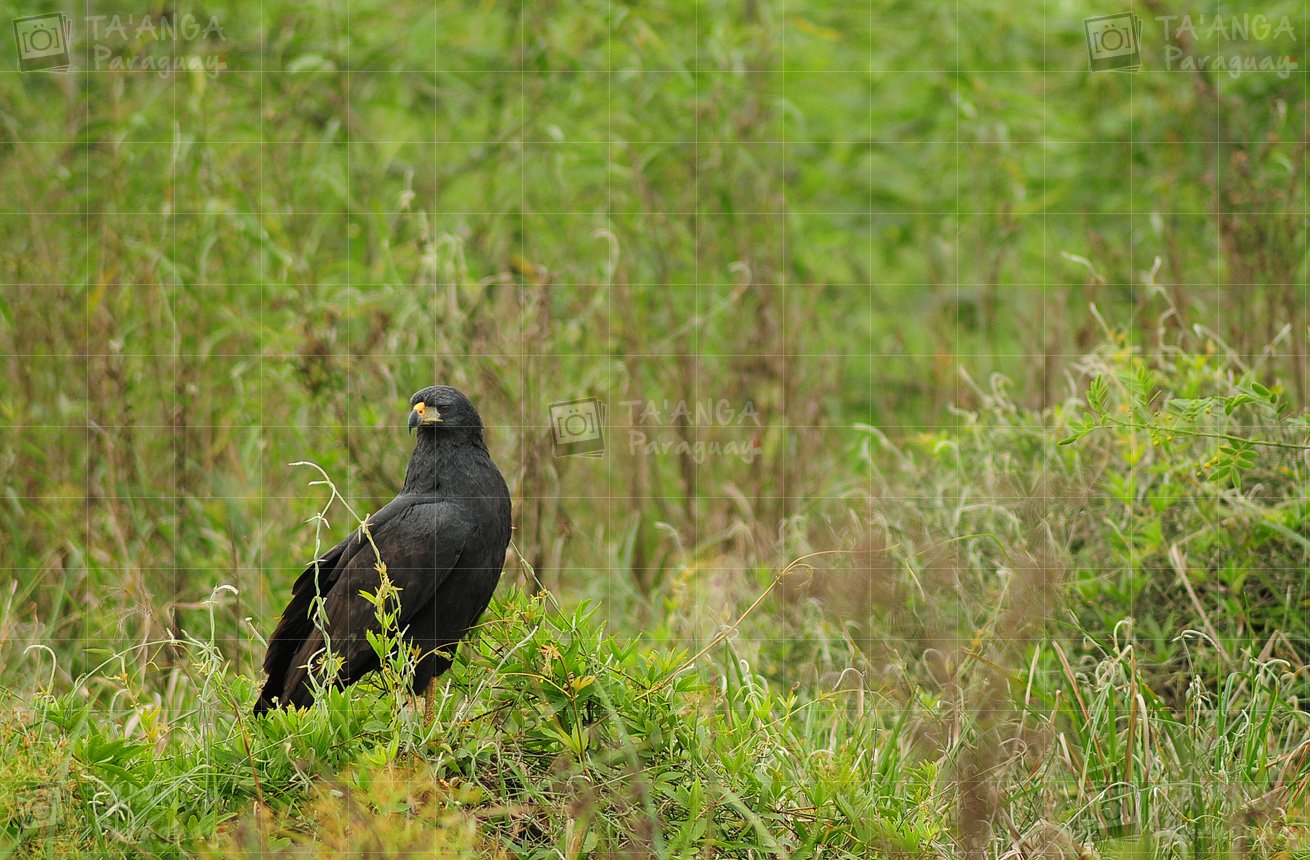 Ta'anga Paraguay » Fotografía: «Águila Negra (Buteogallus Urubitinga)»